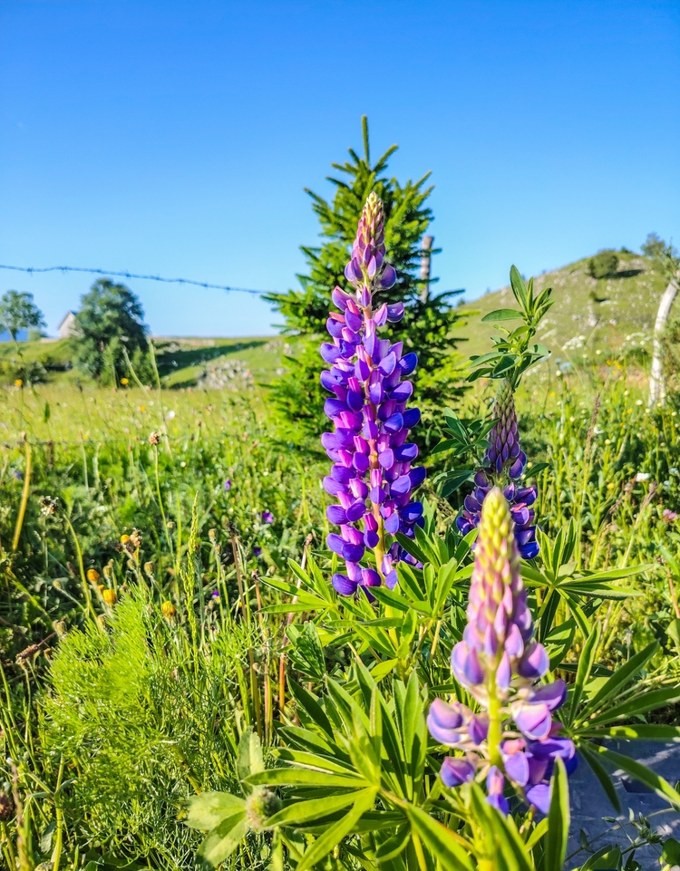 Flori mov de lupin înflorite pe o pajiște alpină din apropierea Alloria, într-o zi senină de vară