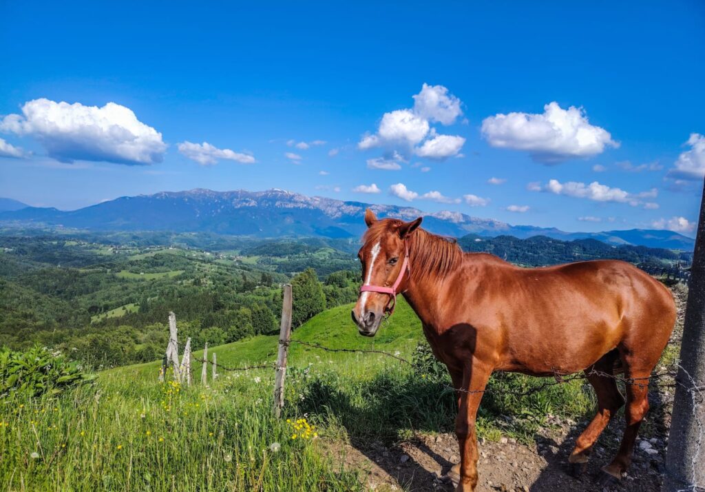 Cal roșcat în peisaj montan, privind spre cameră, cu Munții Piatra Craiului în fundal, sub un cer cu nori pufoși.