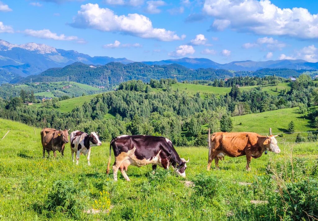 Turmă de vaci păscând pe o pajiște alpină, în fundal munți împăduriți și cer cu nori pufoși.